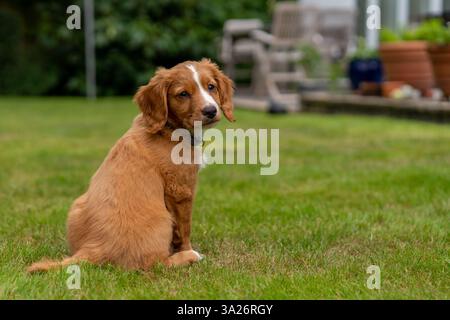 Hendrix, ein Welpe, der Cocker Spaniel in einem sonnigen Garten arbeitet Stockfoto
