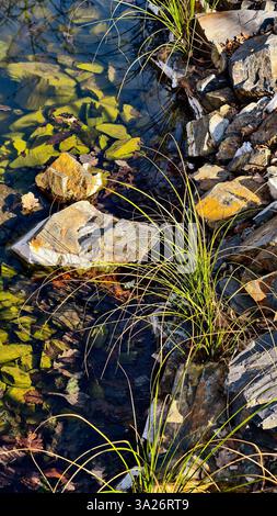 Kristallklares Wasser mit untergetauchten grünen Steinen und wildem Gras am felsigen Ufer – natürliches Flussufer, Süßwasser-Ökosystem, ruhige Natur, Landschaft im Freien und ruhige Landschaft Stockfoto