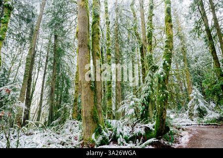 Ein schneebedeckter Wald mit hohen moosbedeckten Bäumen und dichtem Grün in ruhiger Umgebung, WA, USA Stockfoto