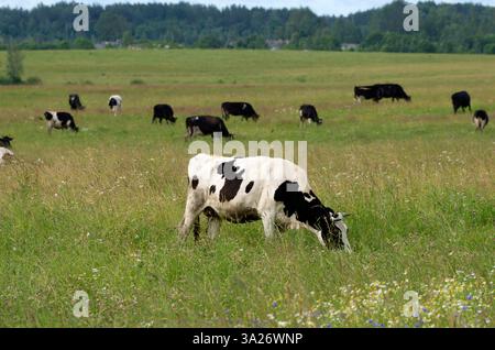 Eine schwarz-weiße Kuh frisst Gras und Wildblumen im Vordergrund und eine Herde von Kühen grast im Hintergrund während der Sommersaison Stockfoto