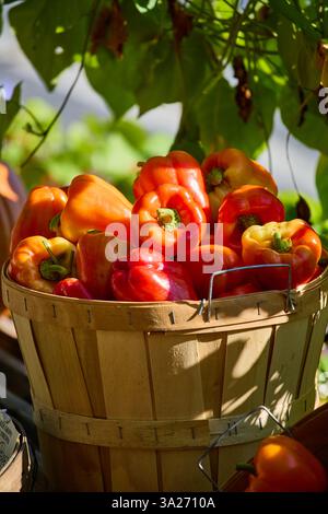 Rote und orangene Paprika in einem Holzkorb Stockfoto