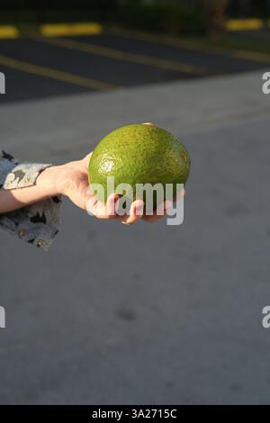 Hand hält eine reife Avocado auf einem Parkplatz unter natürlichem Sonnenlicht. Miami, FL, USA Stockfoto