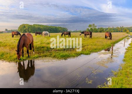 Pferde, die auf einer Wiese auf dem Land weiden - ein ländliches Landschaftsbild mit hellen Farben Stockfoto