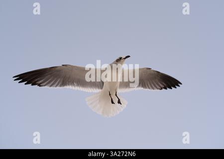 Möwe, die anmutig gegen einen klaren blauen Himmel schweben, mit voll ausgestreckten Flügeln. Miami, FL, USA Stockfoto