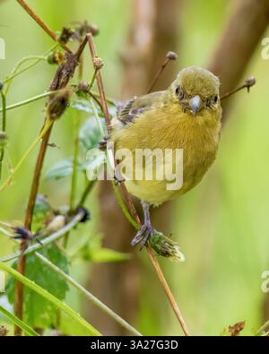 Nahaufnahme eines exotischen Weibchens von kleinen Goldfinken, das sich von Stacheldistelsamen ernährt, auf einer Farm in den östlichen Andenbergen Kolumbiens. Stockfoto