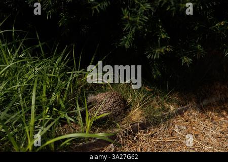 Europäischer Igel, der im Gras nahe einer Eibe ruht und einen ruhigen Moment in der Natur im Vrba-Garten genießt Stockfoto