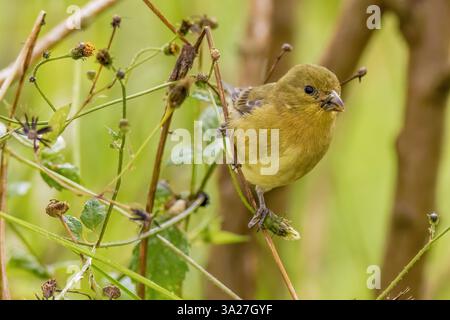 Nahaufnahme eines exotischen Weibchens von kleinen Goldfinken, das sich von Stacheldistelsamen ernährt, auf einer Farm in den östlichen Andenbergen Kolumbiens. Stockfoto