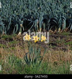 Symbole von Wales und St. David in der Landschaft von West Lancashire. Drei Narzissen-Blüten neben einem Lauchfeld in Hoscar bei Burscough. Stockfoto