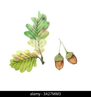 Zwei Eicheln und grüne Eichenblätter auf einem Ast, alle Objekte sind handbemalt mit Aquarellen auf weißem Hintergrund. Aquarellabbildung. Für Stockfoto