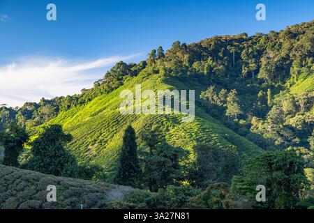 BOH Sungai Palas Teeplantage, Cameron Highlands, Pahang, Malaysia Stockfoto