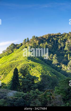 BOH Sungai Palas Teeplantage, Cameron Highlands, Pahang, Malaysia Stockfoto