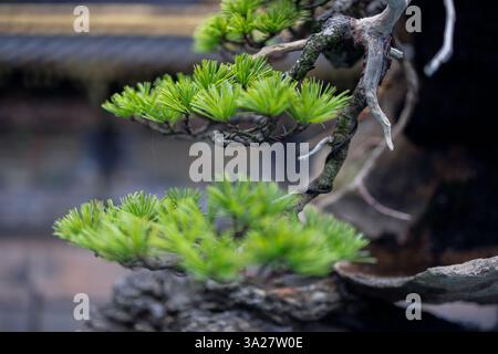 Makroaufnahme einer kultivierten japanischen Bonsai-Kiefer mit sorgfältig geschnittenen Zweigen und lebendigem Laub mit komplizierten Stylingtechniken Stockfoto
