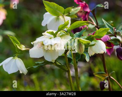 Weiß blühende Form des harten mehrjährigen Spätwinter- bis Frühfrühlingsblühens, Helleborus x orientalis Stockfoto