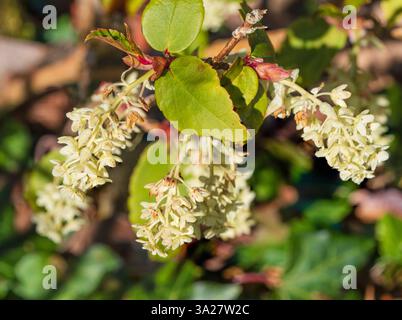 Blasscremefarbene Blüten in den Spätwinter-Panicles der immergrünen Johannisbeere, Ribes laurifolium Stockfoto