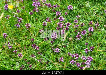 Blassviolette Sommerblumen von wildem Thymian oder Breckland Thymian, Thymus serpyllum wächst im Gras UK Juni Stockfoto
