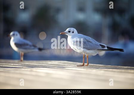 Zwei Möwen stehen auf einem hölzernen Pier, mit einem verschwommenen Hintergrund aus Wasser und Booten. Eine Möwe steht im Fokus, die ihre weißen Federn und ihren Orang zeigt Stockfoto