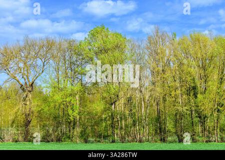 Laubbäume in Mischwäldern mit Laubblättern des ersten Frühlings - Sud-Touraine, Zentralfrankreich. Stockfoto