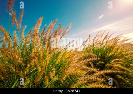 Getreidegräser Pennisetum Fairy Tails auf dem Feld vor blauem Himmel Stockfoto