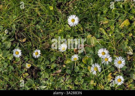 Gewöhnliche Daisies, die im Frühling wild werden Stockfoto