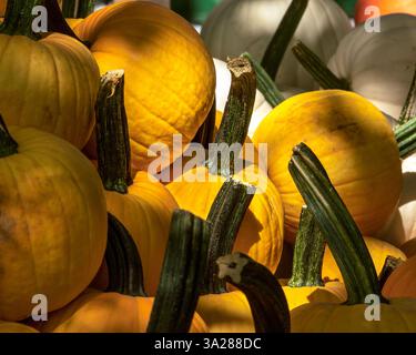 Lebhafte orange und gelbe Kürbisse, die wunderschön angeordnet und durch Sonnenlicht beleuchtet sind und ihre Textur und Farben hervorheben. Stockfoto