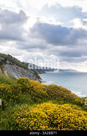 Eine atemberaubende Küstenlandschaft im Baskenland mit zerklüfteten Klippen und üppigen grünen Hügeln, die mit leuchtend gelben Wildblumen bedeckt sind Stockfoto