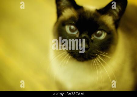 Eine Nahaufnahme einer Siamkatze mit auffälligen blauen Augen und einem markanten dunklen Gesicht. Der Hintergrund ist leicht verschwommen und betont die Merkmale der Katze. Stockfoto