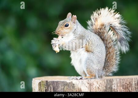 Graues Eichhörnchen isst Nuss auf einem Baumstumpf, UK Stockfoto