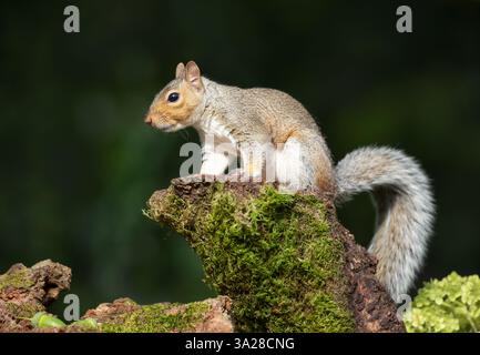 Graues Eichhörnchen, das im Herbst auf einem moosigen Baumstumpf steht. Stockfoto