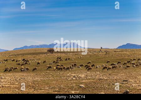 Blick auf eine Schafherde im mittleren Atlasgebirge, Marokko Stockfoto