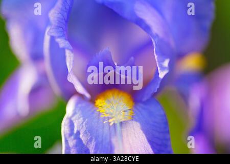Nahaufnahme einer Iris-Germanica-Blüte im Frühjahr Stockfoto