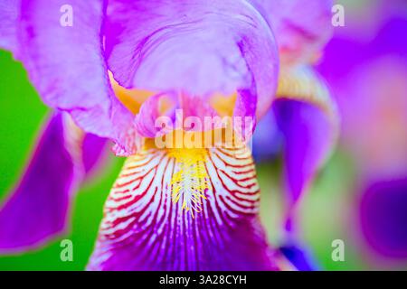 Nahaufnahme einer Iris-Germanica-Blüte im Frühjahr Stockfoto