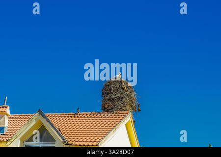 Ein großer Weißstorch, der während der Sommermonate auf einem Dach in Ifrane, Marokko, ihr Nest pflegt. Stockfoto