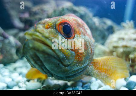 Große Nahaufnahme von Fischen, Fische in die Kamera schauen, Kelly Tarlton's Aquarium, Auckland, Neuseeland Stockfoto