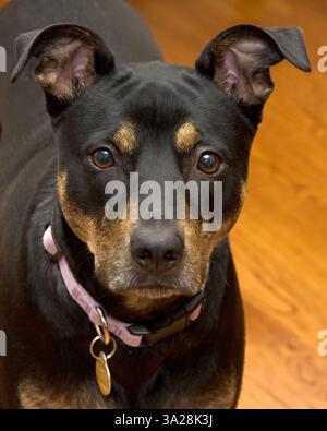 Nahaufnahme eines schwarz-braunen Staffordshire Terrier Hundes. Direkt auf den Betrachter blickend, die Ohren hochgehoben. Holzfußboden Hintergrund Stockfoto