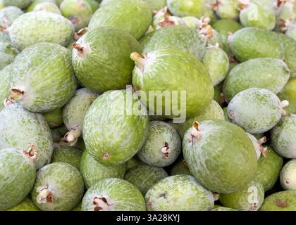 Schließen Sie einen Haufen frischer reifer Feijoa sellowiana, auch bekannt als Acca sellowiana Burret oder Ananas-Guava. Stockfoto