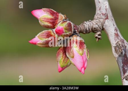 Nahaufnahme eines blühenden Mandelbaums mit rosa Blütenknospen Stockfoto