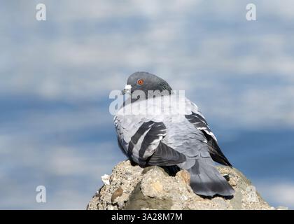 Eine wilde Taube, auch bekannt als Felsentaube, auf Felsen mit Wasser im Hintergrund, der Kopf gerichtet auf den Betrachter gerichtet ist. Geringe Tiefe von Stockfoto