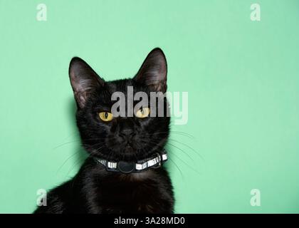 Nahaufnahme eines schwarzen Kätzchens mit gelben Augen, der direkt auf den Betrachter blickt. Tragen Sie einen silbernen Kragen. Grüner Hintergrund mit Kopierraum. Stockfoto