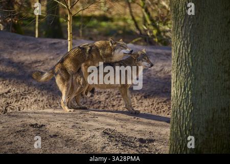 Wolf (Canis Lupus), zwei Wölfe paaren sich, Deutschland, Europa Stockfoto