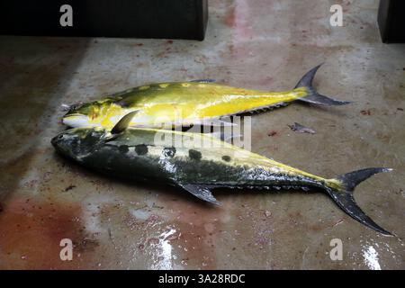 Queenfish im Mutrah Fish Souk Muscat Oman Stockfoto