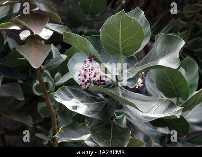 Calotropis procera, auch bekannt als Apfel von Sodom Wadi Ghul Hajar Mountains Al Hamra Oman Stockfoto