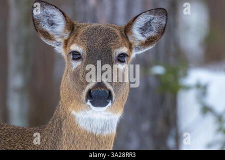 Weißschwanzhirsch an einem Wintertag im Norden von Wisconsin. Stockfoto