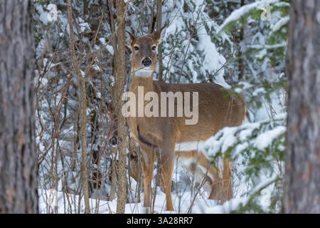 Weißschwanzhirsch (Rehkitz blickt hinter ihr hervor) an einem Wintertag im Norden von Wisconsin. Stockfoto