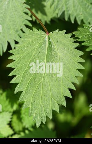 Brennnessel (Urtica dioica), Blätter in der Nahaufnahme Stockfoto