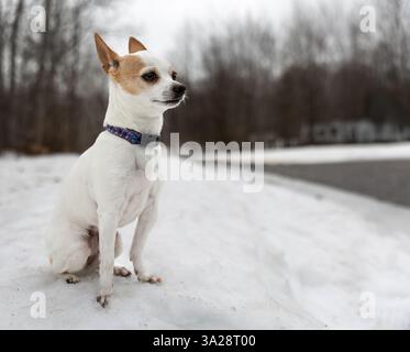 Chihuahua sitzt auf dem Schnee im Park Stockfoto