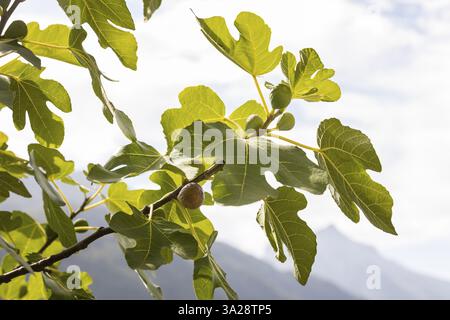 Feigen (Ficus) Reifen auf der felsigen, warmen Nordseite des Walensees, Amden, St. Gallen, Schweiz, Europa Stockfoto