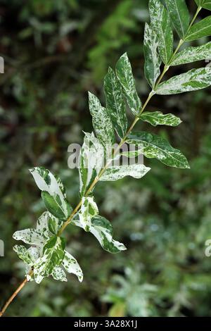 Flamingo Willow, Salix integra „Hakuro-nishiki“ oder „Hakuro Nishiki“, Salicaceae. China, Japan, Korea, Asien. Salix integra ist eine Weidenart. Stockfoto