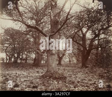 Diese Fotografie von Eugène Atget aus dem Jahr 1919-21 zeigt die Kastanienbäume (Châtaigniers) in der Region Lozère in Frankreich. Das Schwarzweißbild hebt die ländliche Landschaft hervor. Stockfoto