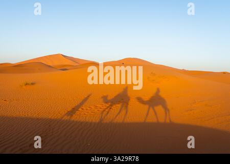 Kamelreiten Schatten auf der Sanddüne in der Sahara, Afrika Stockfoto