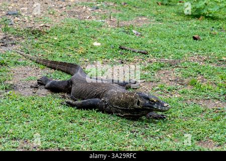 Ein junger komodo-Drache, der im Gras des Komodo-Nationalparks in Ost-Nusa Tenggara liegt. Komodo ist die größte erhaltene Echsenart. Stockfoto
